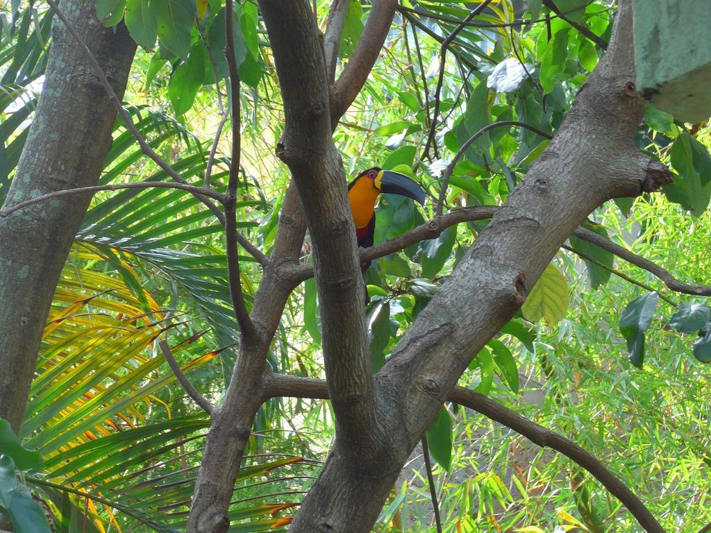 Rio Nature Hostel Rio de Janeiro Quarto foto